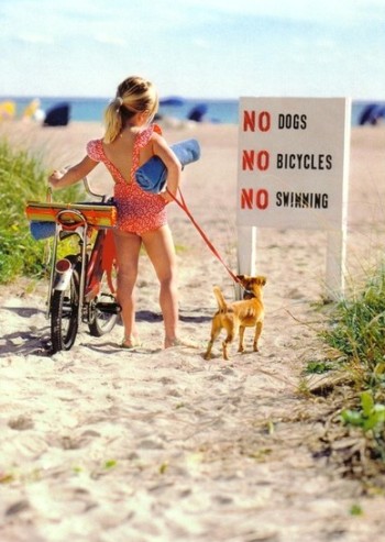 no_dogs